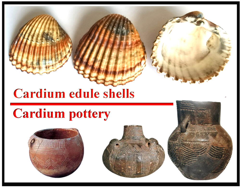 Cardium pottery